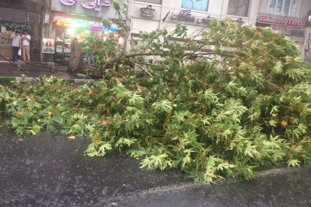 مومنی: باد شدید در رشت موجب سقوط درخت روی خودرو شد