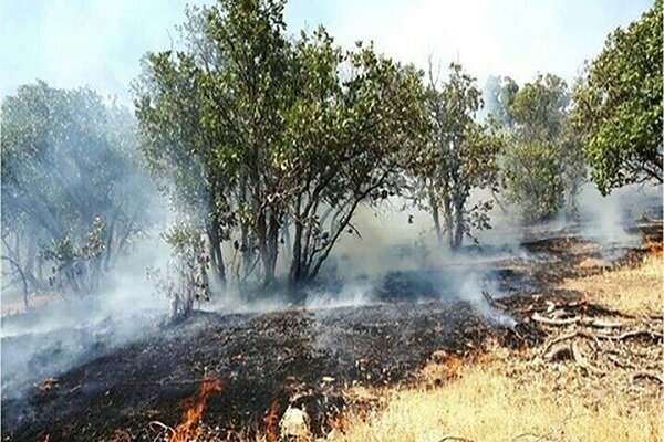 مرزبانی: بیش از 5 هزار متر مربع از جنگل‌ های تالش در آتش سوخت