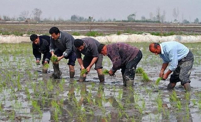 اینفوگرافیک؛ پیشرفت 86 درصدی نشای برنج در گیلان