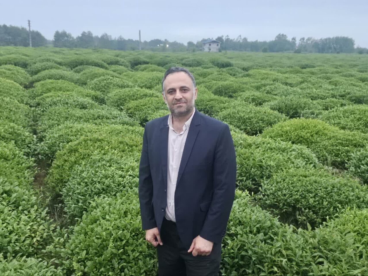 برداشت 330 تنی برگ سبز چای از باغات رامسر؛ 47 درصد مطالبات پرداخت شد