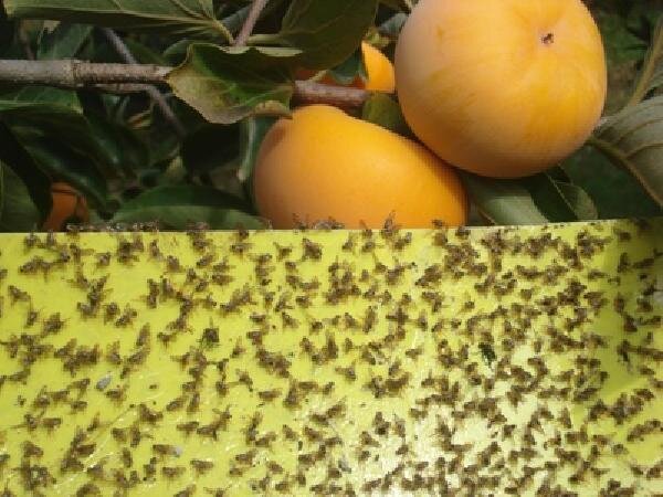 ردیابی مگس میوه مدیترانه‌ای در 953 هکتار از باغات بابل