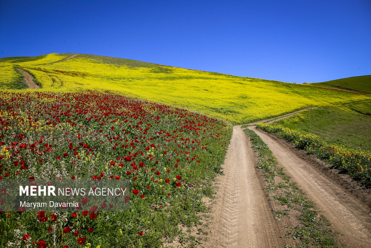 خیز مازندران برای خودکفایی در تولید روغن؛ حال مزارع کلزا خوش است
