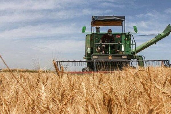 آغاز برداشت خوشه‌های طلایی گندم ازمزارع مازندران؛ گندمکاران عجله نکنند