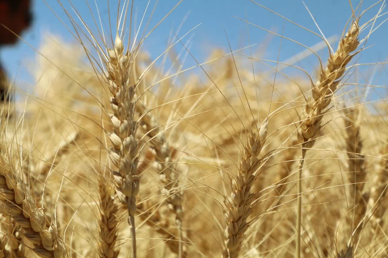 پیش‌بینی برداشت 16 هزار و 700 تنی گندم و جو از دیمزارهای گیلان