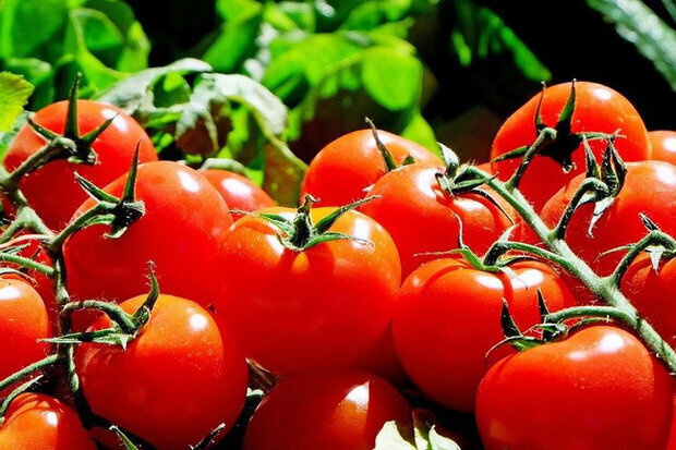 صنایع تبدیلی و تکمیلی، حلقه مفقوده توسعه کشاورزی در گلستان