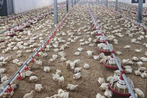 ثبت جوجه‌ریزی 16 میلیون قطعه‌ای در مازندران