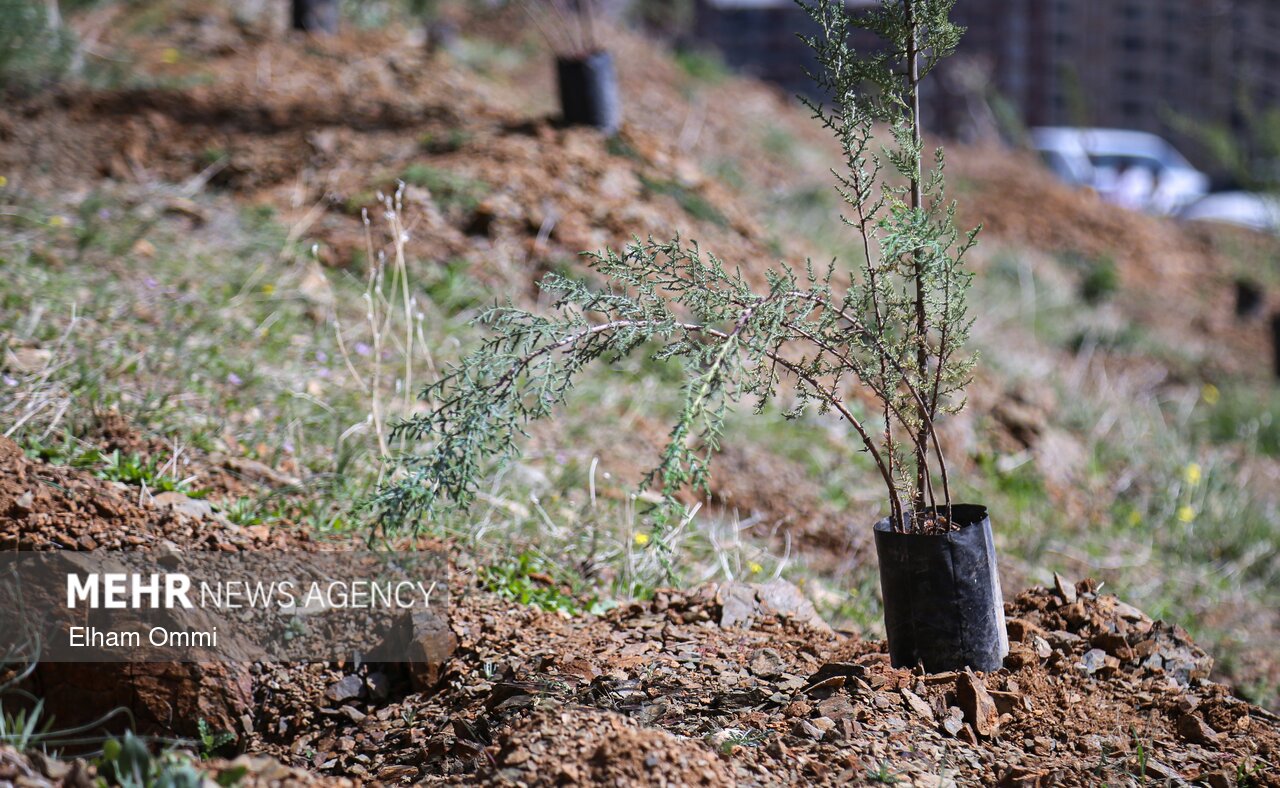 طرح «هر زائر یک نهال» در مازندران اجرا می‌شود