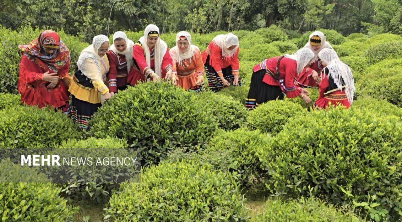 بهشتی: 16000 تُن برگ سبز چای در رودسر خریداری شد