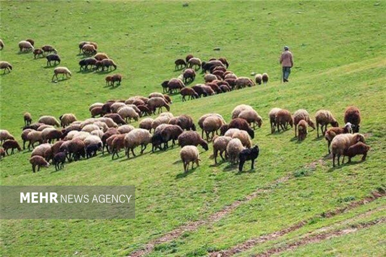 گوسفند بومی «زل» در بابل احیا می‌شود