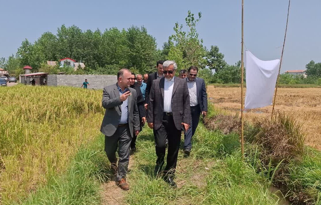 آغاز برداشت مکانیزه برنج در 51 هزار هکتار از شالیزارهای رشت