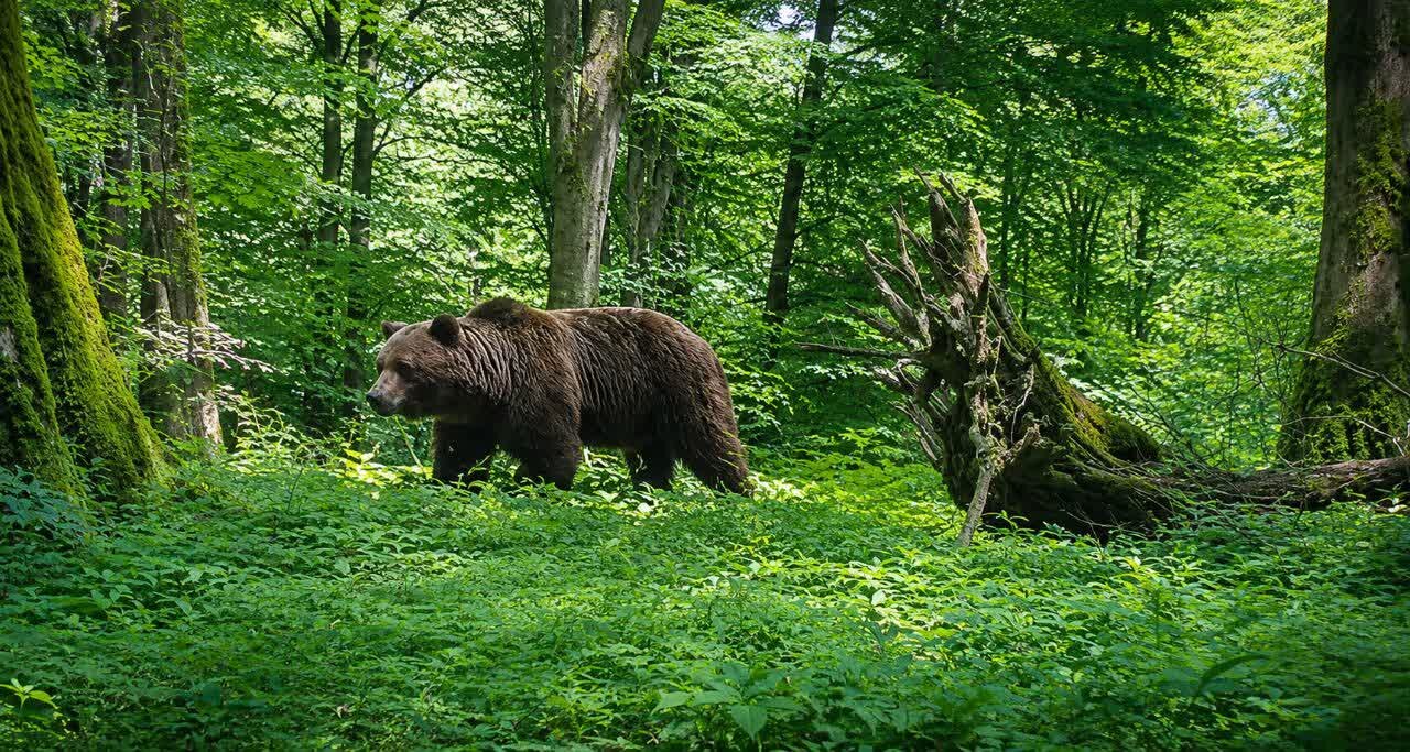 ثبت تصاویر سه قلاده خرس قهوه‌ای در جنگل‌های هیرکانی لنگرود