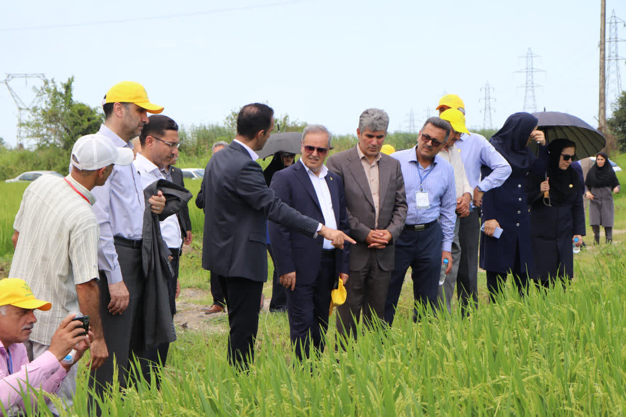 رونمایی از 2 رقم جدید برنج «تی‌تی» و «کویر» در گیلان