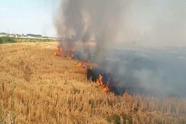 آتش در شالیزار؛ نفس آسمان در مازندران را گرفت