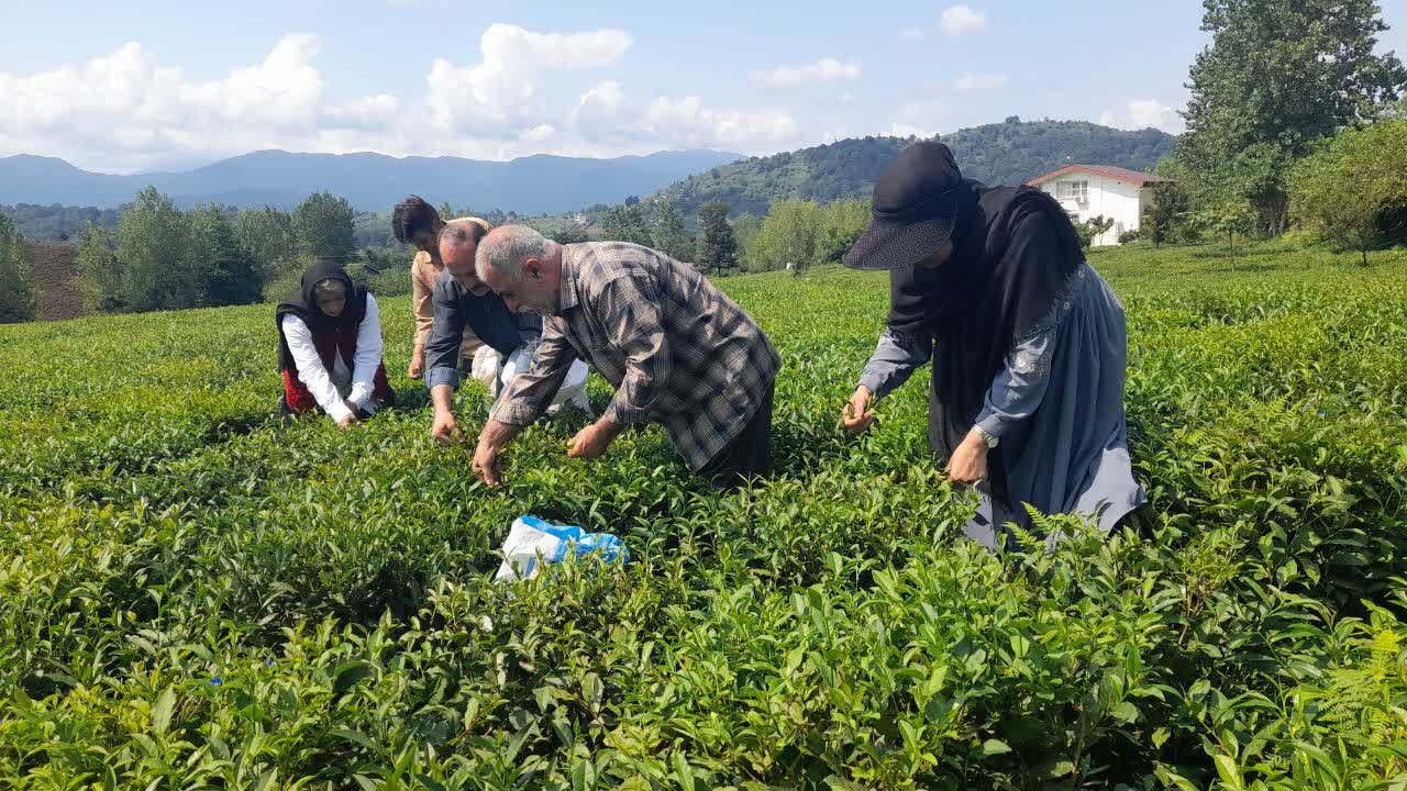افزایش 9 درصدی تولید برگ سبز چای در لاهیجان