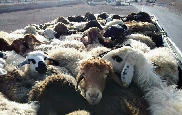انهدام باند سارقان احشام در مازندران