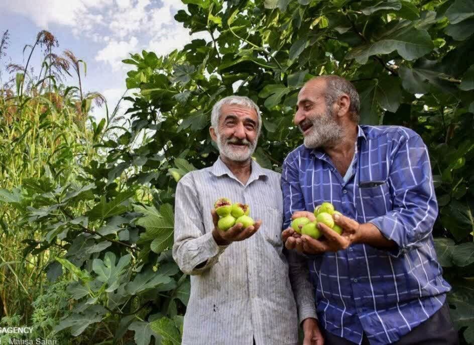 تولید سالانه 1500 تن انجیر تازه در گلوگاه