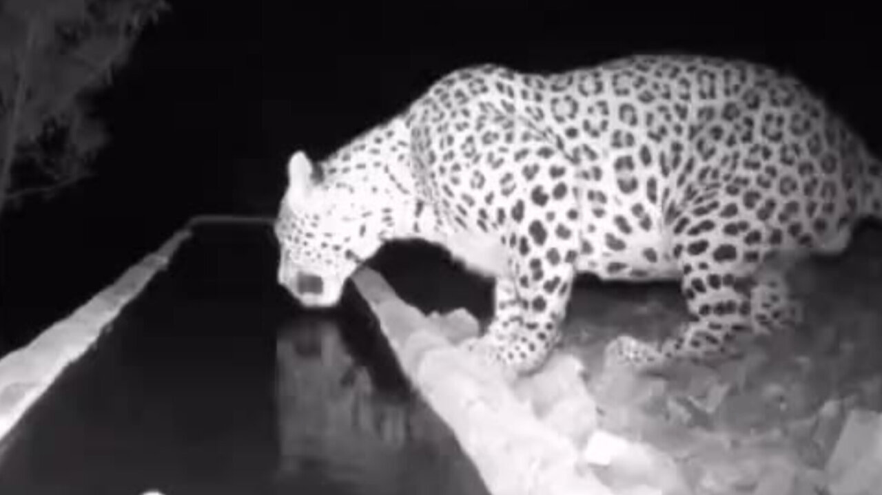 حضور شبانه پلنگ در کوه سفید دماوند