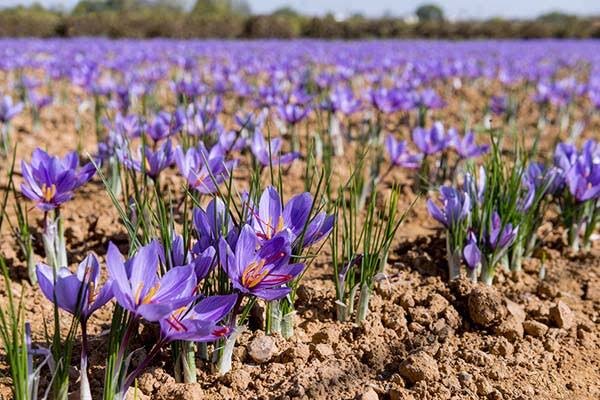 سطح کشت زعفران در بهشهر به 70 هکتار رسید؛ توسعه 10 هکتاری مزارع جدید