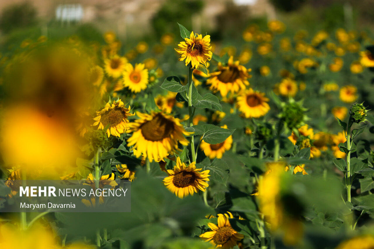 تأمین 19 هزار تن روغن خام آفتابگردان برای تقویت ذخایر راهبردی مازندران