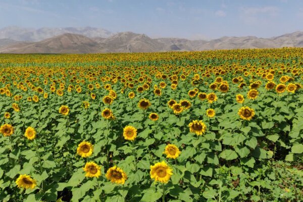 برنامه‌ریزی برای کشت 3776 هکتار آفتابگردان روغنی در گلستان