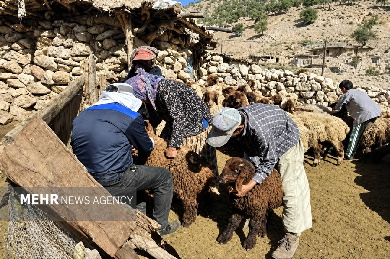 طرح واکسیناسیون رایگان تب برفکی در مازندران کلید خورد