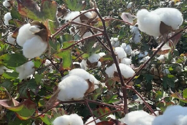 قربانی: پنبه گلستان در پیچ زنجیره ارزش؛ سود اصلی در پوشاک است