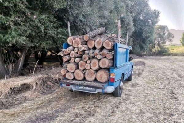 کشف 3 تن چوب قاچاق در جنگل‌های نوشهر