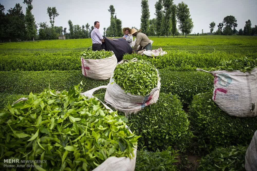 دبیر و اعضای کمیته‌های دومین جشنواره ملی رسانه‌ای چای کشور منصوب شدند