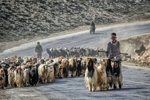 حمایت از عشایر مازندران با توسعه مشاغل مکمل و حذف واسطه‌ها