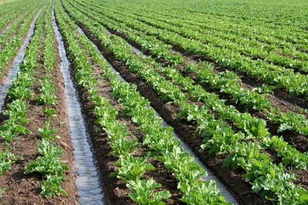 17 هزار هکتار از مزارع نکا زیر کشت پاییزه می‌رود