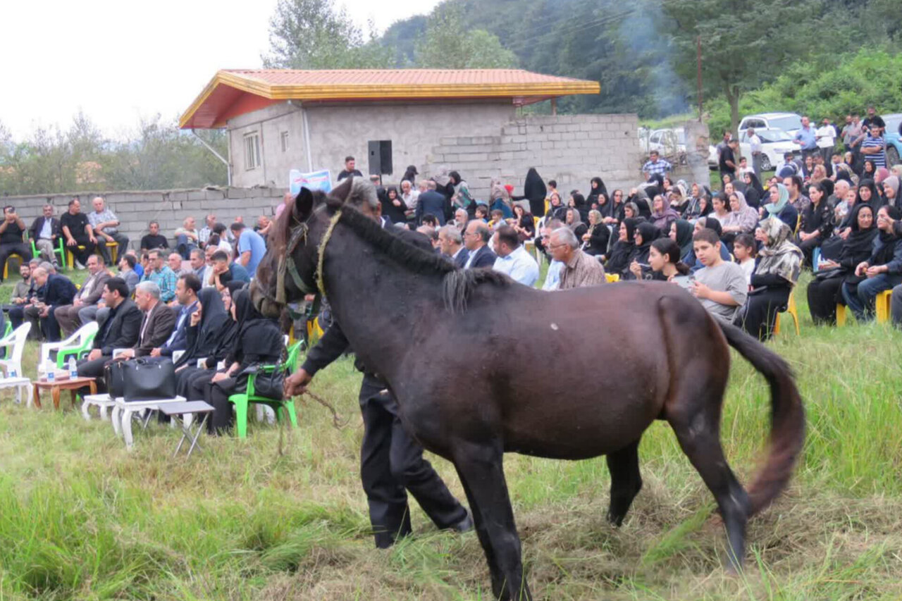 جشنی بین شالیزار و ریل راه‌آهن در زیراب