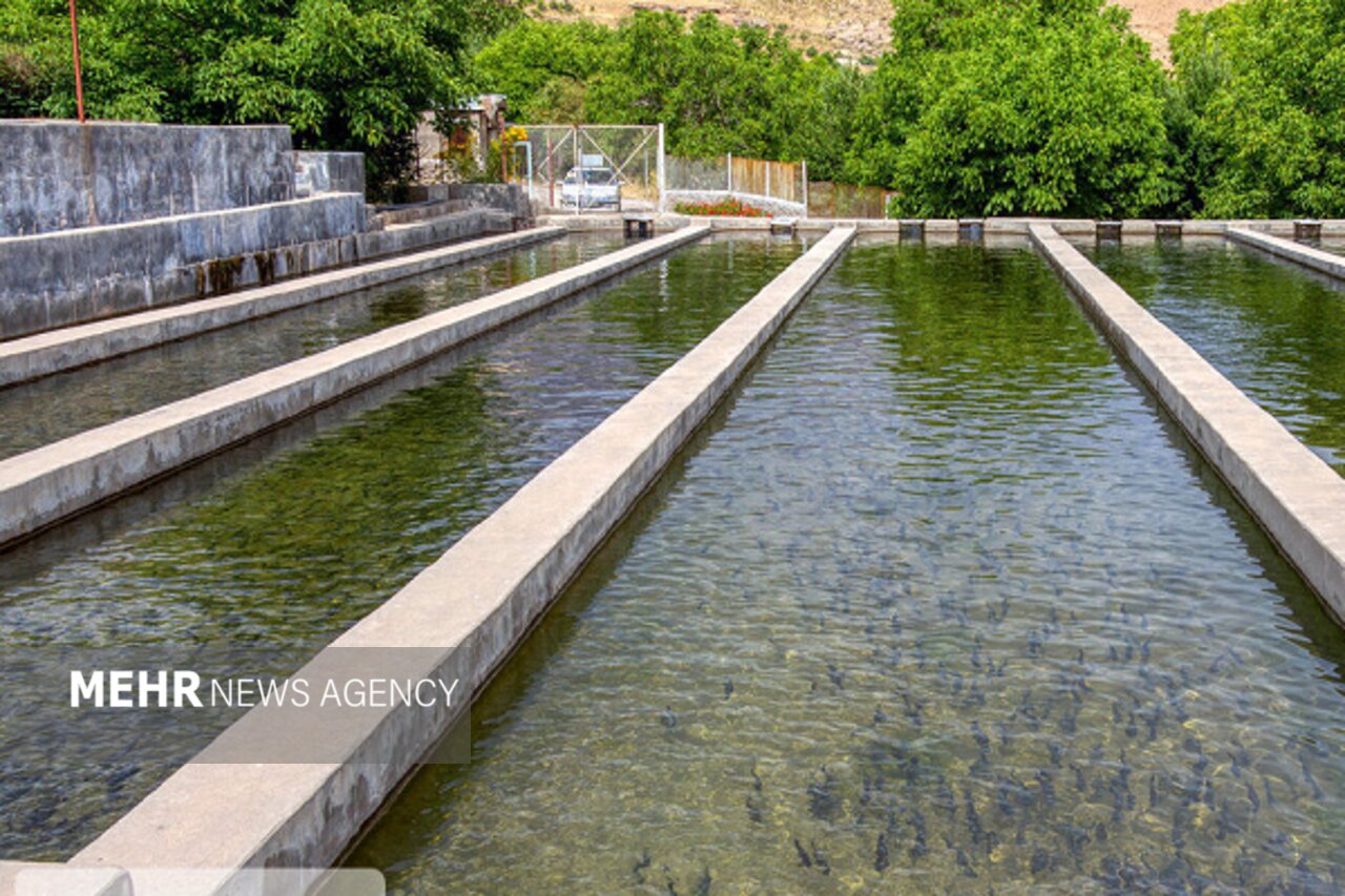 اجرای طرح پایلوت آبزی‌پروری معیشتی در بندرترکمن