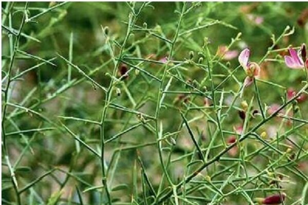 150 هکتار از اراضی گلوگاه زیر کشت گیاهان دارویی رفت