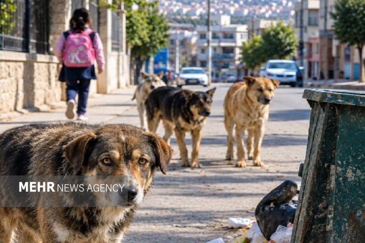 60 مصدوم سگ‌گرفتگی در مازندران به پزشکی قانونی مراجعه کردند