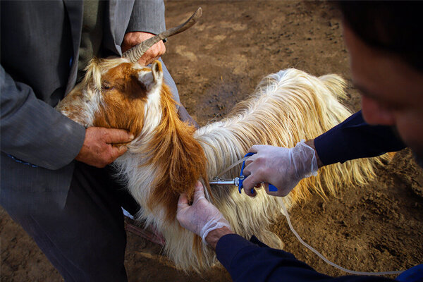 آغاز رزمایش جهادی دامپزشکی در 40 روستای مازندران