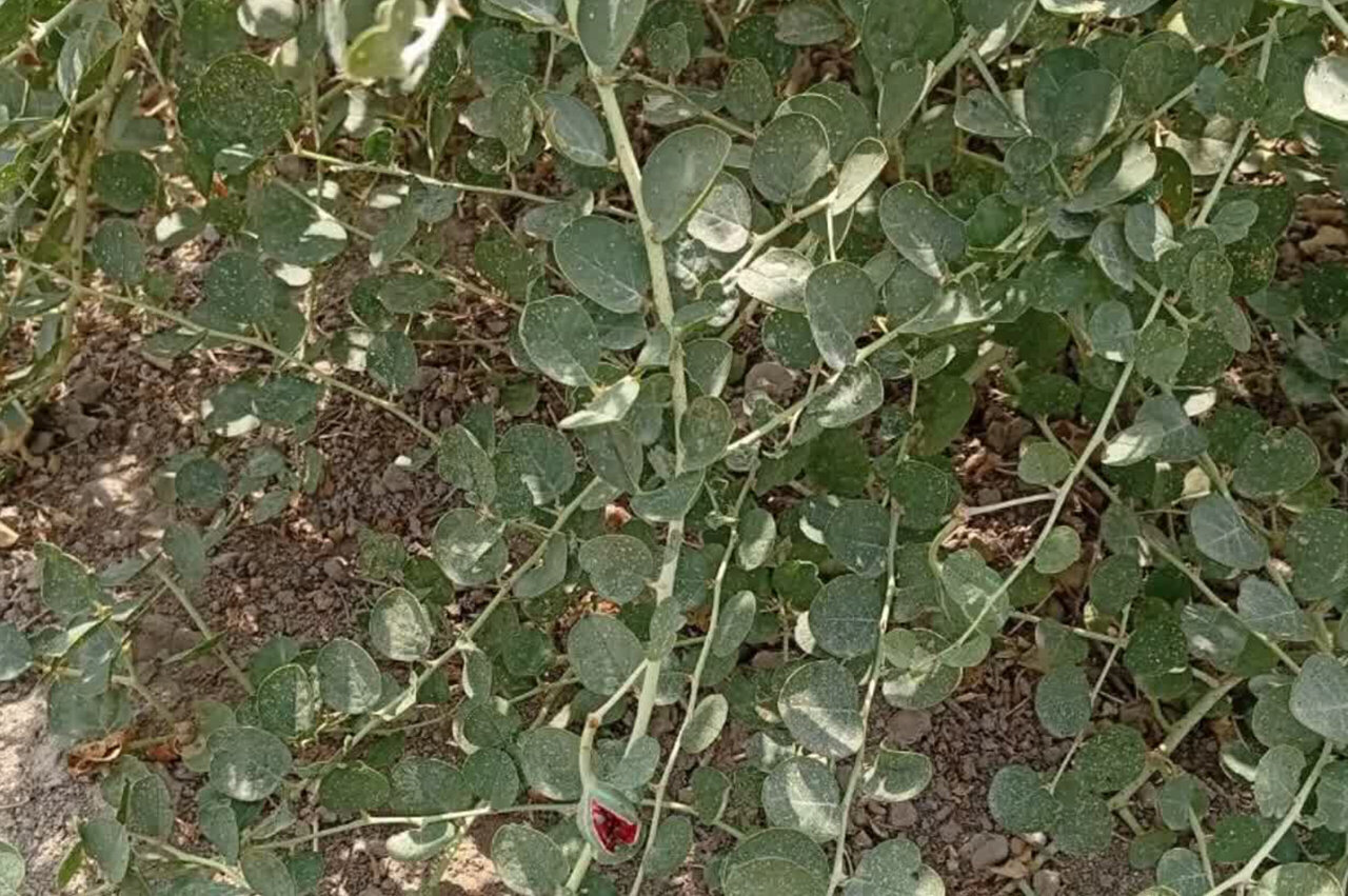 کبر؛ گزینه تازه گلستان برای احیای اراضی کم‌بازده
