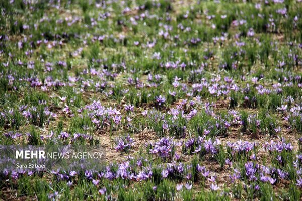 اجرای کشت نوین زعفران به روش ایروپونیک در روستای شادخال شفت