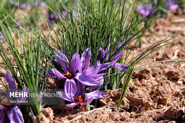 زعفران‌کاران خسارت‌دیده چشم‌انتظار حمایت دولت