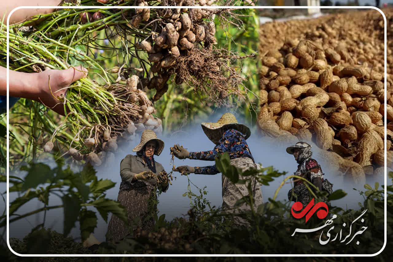 کشت قراردادی چگونه به توسعه بادام‌زمینی گیلان کمک می‌کند؟