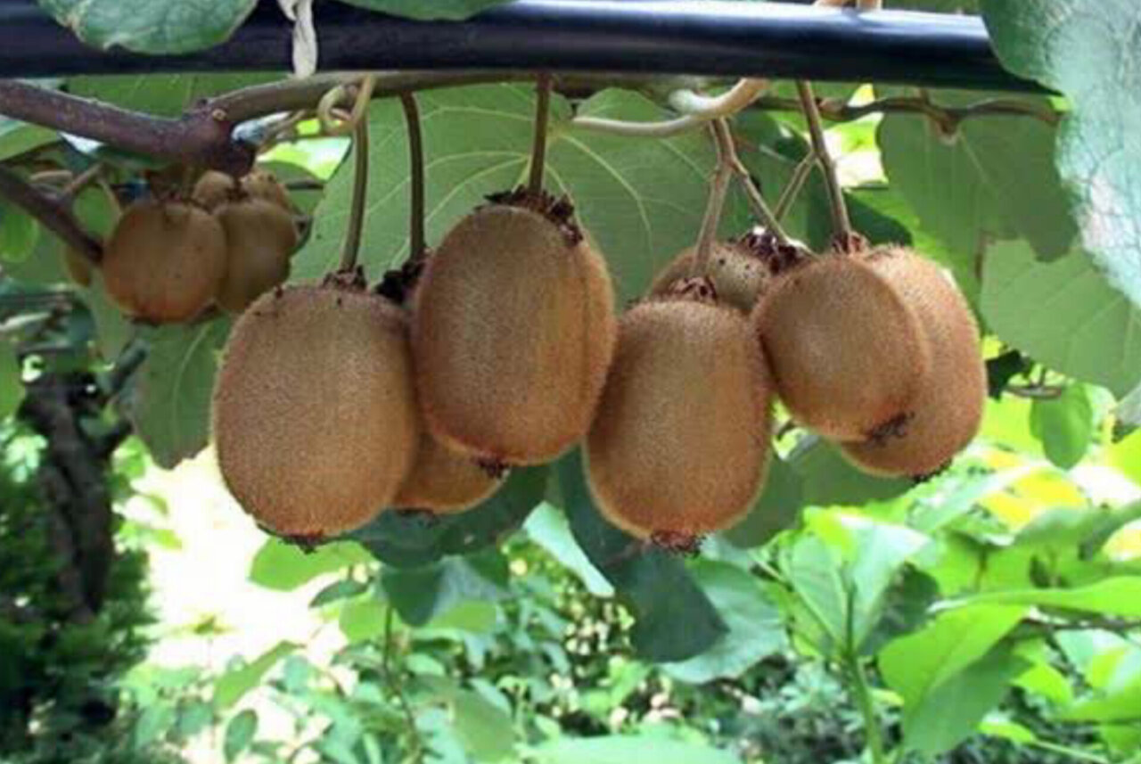 32 هزار تن کیوی و نارنگی از مازندران به بازارهای  جهانی راه یافت