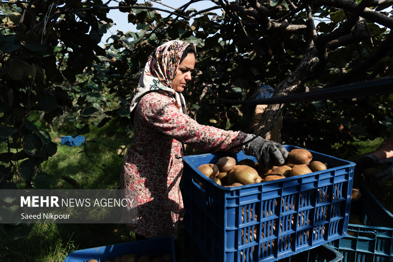 برداشت کیوی از باغات شهرستان تالش